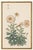 Daisy by Keika Hasegawa, Vintage Japanese Botanical Art Print, 40" X 60" For Sale In Buffalo - Image 6 of 9