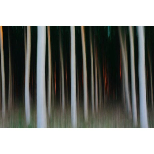 Mint Images, A Plantation of Poplar Trees, Photographic Paper, in Flawless conditions. Designed from 2000 This piece has...
