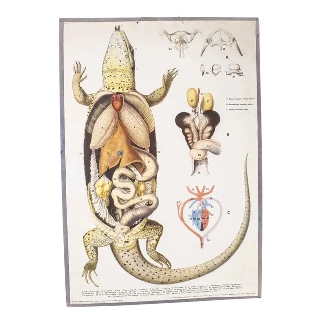 Lizard Educational Poster, 1960s For Sale