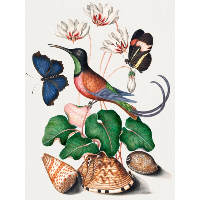 Vintage natural history bird and botanical art print reproduction featuring a crimson topaz hummingbird with cyclamen...
