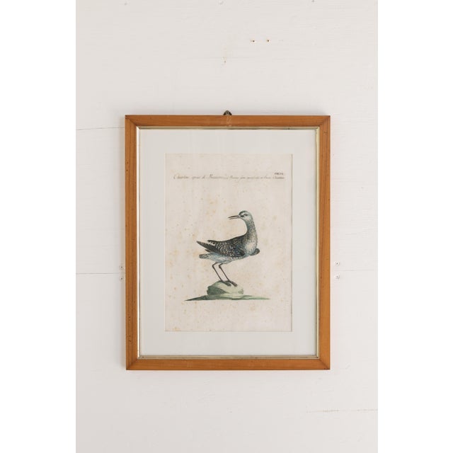 18th Century Framed Hand Colored Bird Engravings From Italy Reproduction - Set of 9 For Sale - Image 6 of 12