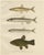 Smelt and Capelin and Tench, 1895, Paper For Sale