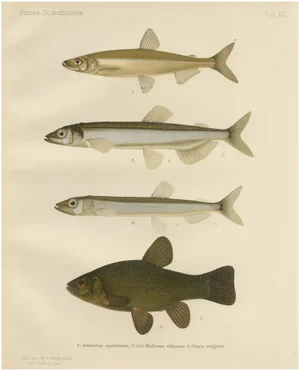 Smelt and Capelin and Tench, 1895, Paper