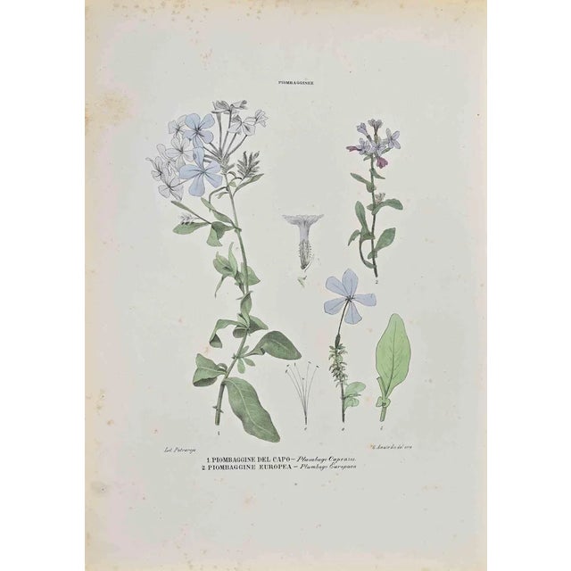 Vincenzo Tenore, Piombagginae, Lithograph, 1870s For Sale