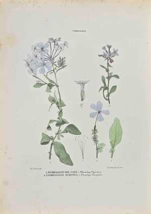 Vincenzo Tenore, Piombagginae, Lithograph, 1870s