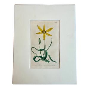Antique Yellow Flowered Star Botanical Engraving by Curtis, 1803