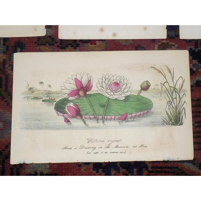 Antique 19th Century Hand Colored Botanical Lithographs - Set of 7 For Sale In Cincinnati - Image 6 of 8