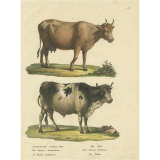 Schinz, A European Bull and Cow, 1824, Print For Sale
