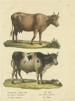 Schinz, A European Bull and Cow, 1824, Print