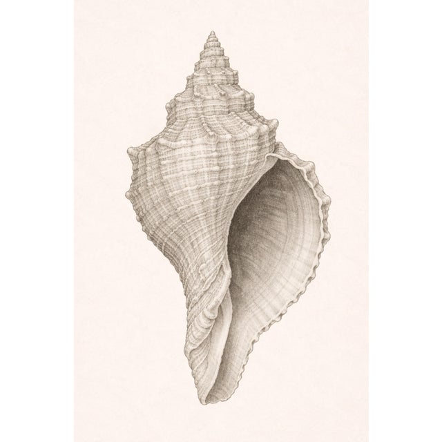 Coastal Sea Life Study Collection, Minimal Botanical & Shell Art Prints, 24" × 36" (Set of 4) For Sale - Image 11 of 12