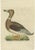 Sepp & Nozeman, Male Domestic Duck, 1809, Paper For Sale