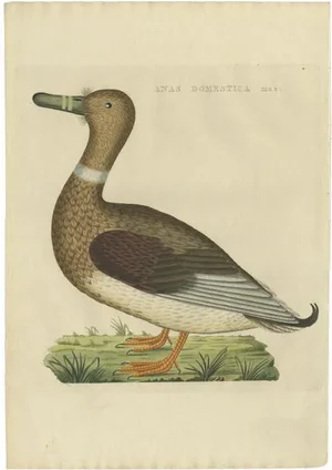 Sepp & Nozeman, Male Domestic Duck, 1809, Paper