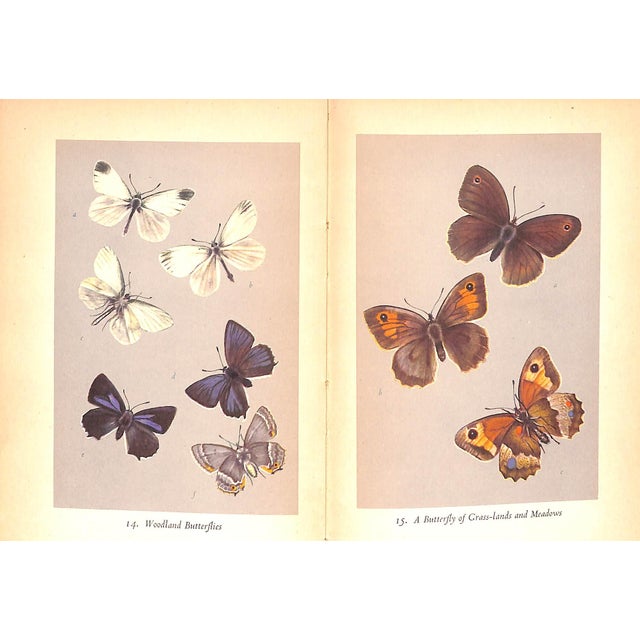 White "British Butterflies" 1951 Ford, e.b. For Sale - Image 8 of 11