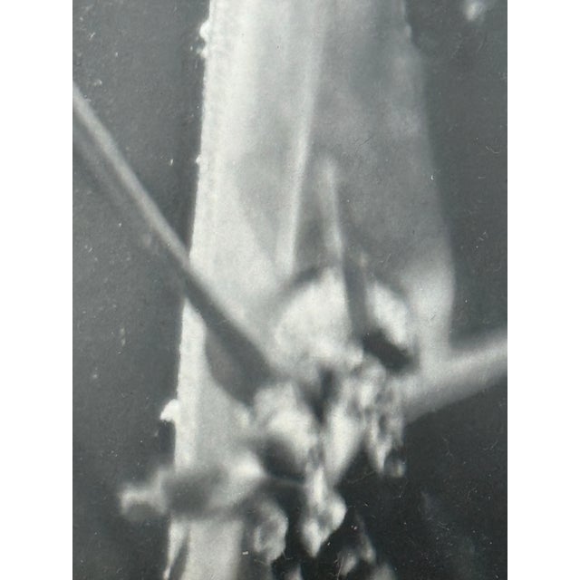 Wood Eugenia Rendon De Olazabal Espinas Series Cactus Dark Aesthetic Photograph, Framed For Sale - Image 7 of 12