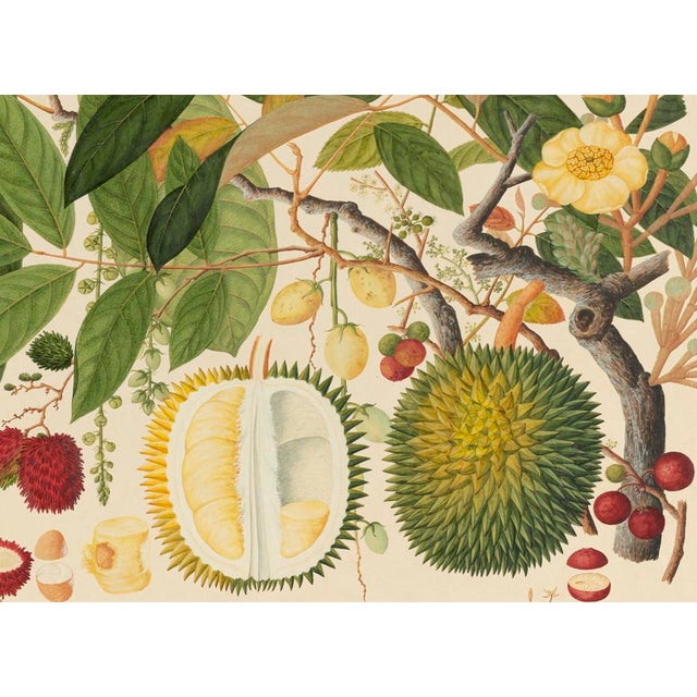 Golden Tropic Botanicals #11/22. beautifully reproduced as giclée prints using archival inks on imported English cotton...