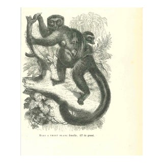 Paul Gervais, Maki Front Female White, Lithograph, 1854 For Sale