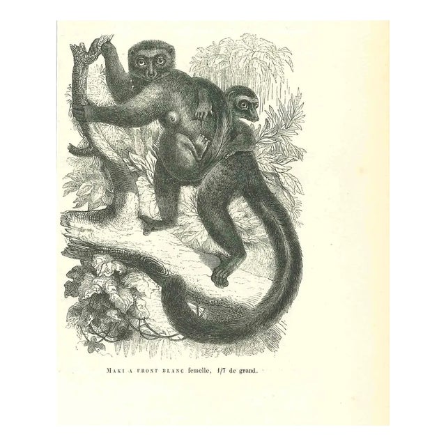 Paul Gervais, Maki Front Female White, Lithograph, 1854 For Sale