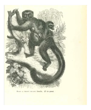 Paul Gervais, Maki Front Female White, Lithograph, 1854