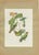 After Descourtilz, Parrotlets and Small Parrots, 1944, Paper For Sale - Image 12 of 12