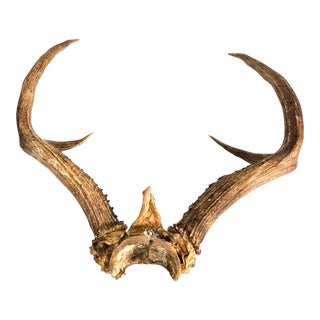 Deer Antler Mount Taxidermy Horn Wall Décor For Sale