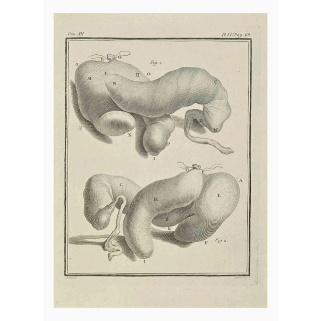 The Organs is an etching realized by Jacques Baron in 1771. It belongs to the suite "Histoire Naturelle de Buffon". The...