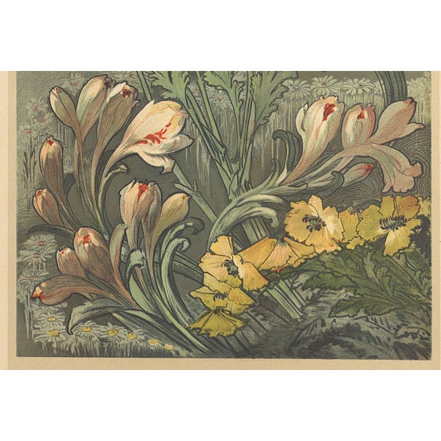 1902 Antique French Art Nouveau Botanical Chromolithograph--Ombelles, Matted For Sale - Image 4 of 4
