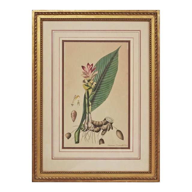 Early 19th Century Antique English Botanical Curcuma Turmeric Large Color Engraving Matted and Framed For Sale