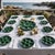 No. 9689 Majolica Oyster & Seafood Service from Sarreguemines, France, 1930s, Set of 13 For Sale - Image 13 of 14