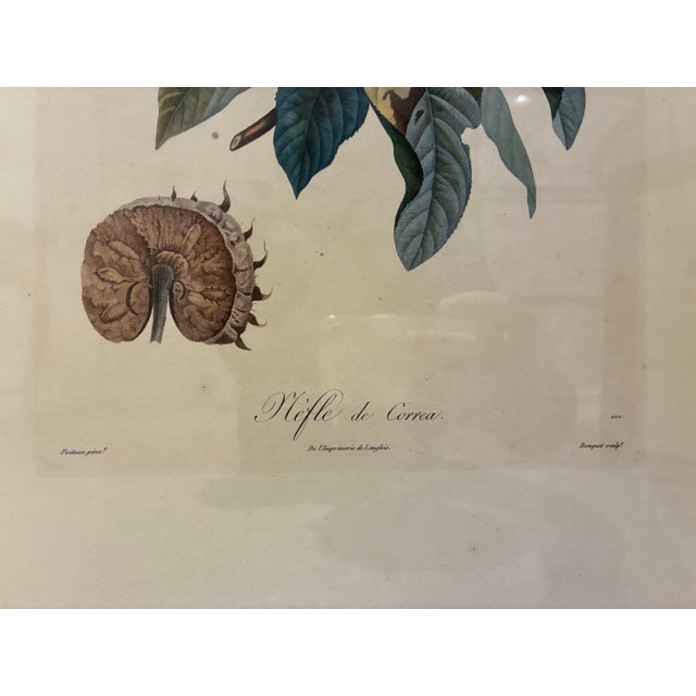 French Vintage French Nèfle De Correa Botanical Fruit Print in Distressed Black & Gold Frame For Sale - Image 3 of 5