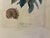 French Vintage French Nèfle De Correa Botanical Fruit Print in Distressed Black & Gold Frame For Sale - Image 3 of 5