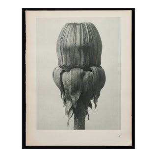 Original Karl Blossfeldt Photogravure Botanical Print For Sale