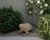 Vintage Cast Stone Turtle Garden Statue For Sale - Image 10 of 12