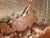 Brown Vintage Live Edge Burl Redwood Wall Clock For Sale - Image 8 of 15