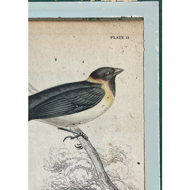 19th C. English Bird Bookplates (1834) in Silver Gilt Wood Frames, a Pair For Sale - Image 10 of 12