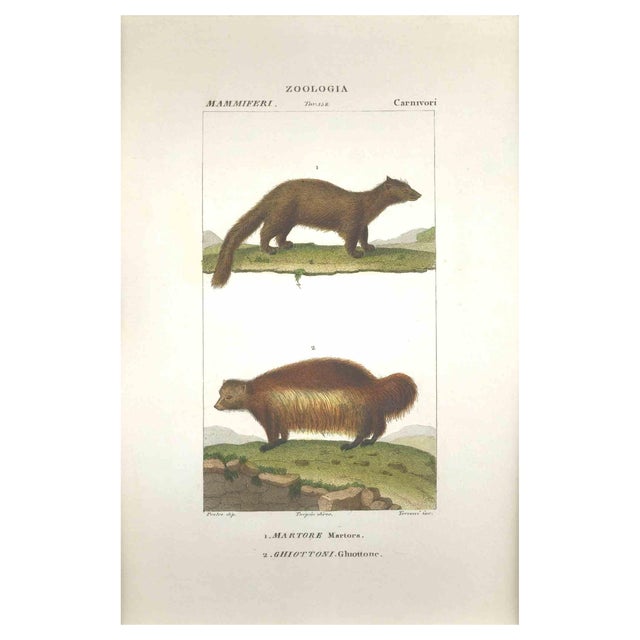 Pierre Jean François Turpin, Ghiottone Zoology Plate 158, Etching, 1831 For Sale