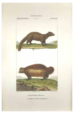 Pierre Jean François Turpin, Ghiottone Zoology Plate 158, Etching, 1831