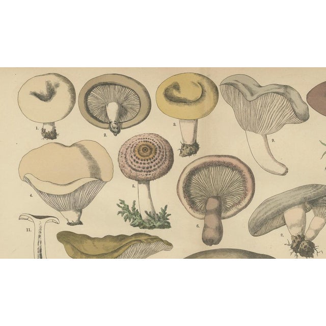 Dr. Wilhelm Fünfstück, Antique Fungi Lactarius Mushrooms Lithograph, 1885 For Sale - Image 6 of 10