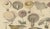 Dr. Wilhelm Fünfstück, Antique Fungi Lactarius Mushrooms Lithograph, 1885 For Sale - Image 6 of 10