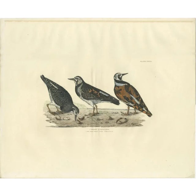 Paper Depiction of the Common Turnstone, Seasonal and Sexual Plumage Variations, 1826, Print For Sale - Image 7 of 7