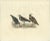 Paper Depiction of the Common Turnstone, Seasonal and Sexual Plumage Variations, 1826, Print For Sale - Image 7 of 7