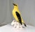 Early 20th Century Porcelain Indian Golden Oriole by Karl Ens Volkstedt Germany For Sale - Image 4 of 12