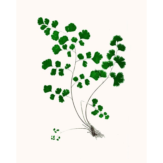 British Fern Contemporary Reproduction Print Collection, Set of 12 For Sale - Image 9 of 9