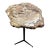 Petrified Wood Side Table For Sale