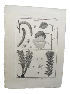 19th Century French Botanical "Encyclopedie Methodique 1800" Henri Joseph Redoute Copper Engraving Plate 819