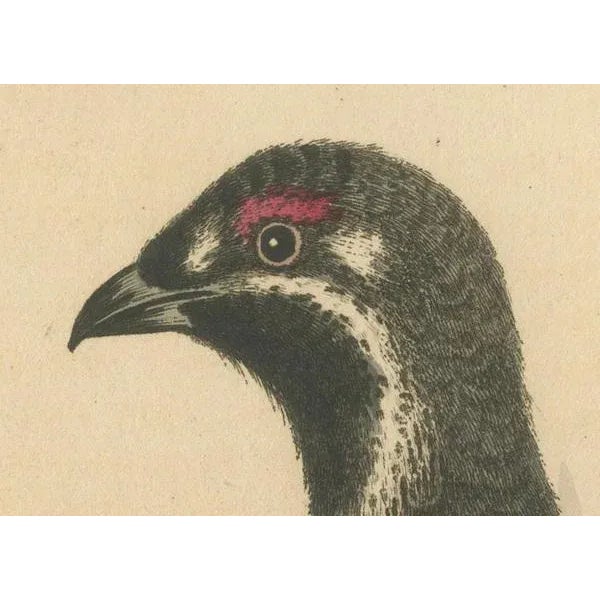 Mid 18th Century George Edwards, The Black and Spotted Heath Cock, 1746, Engraving on Paper For Sale - Image 5 of 10