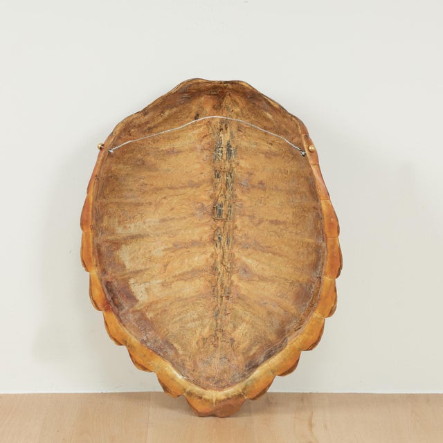 Antique Organic Turtle Shell For Sale - Image 10 of 10