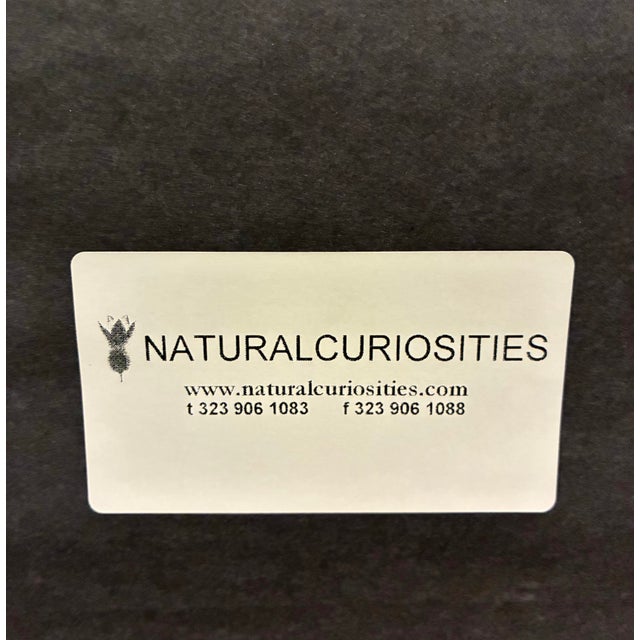 Natural Curiosities William Forsyth “Peach” 1802 Horticultural Botanical Print For Sale - Image 10 of 10