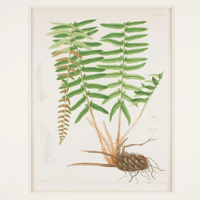 Framed Pair of Prints From “The Ferns of North America" by Daniel Cady Eaton, 1879 For Sale - Image 4 of 12