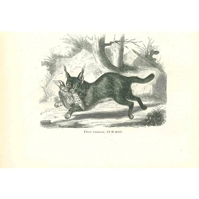 The Hunting Cat is an original lithograph on ivory-colored paper, realized by Paul Gervais (1816-1879). The artwork is...