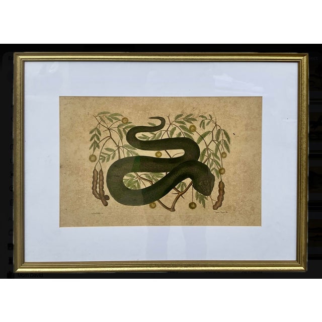 Cream 18th Century Framed Engravings by Mark Catesby, Set of Nine Natural History Art For Sale - Image 8 of 17